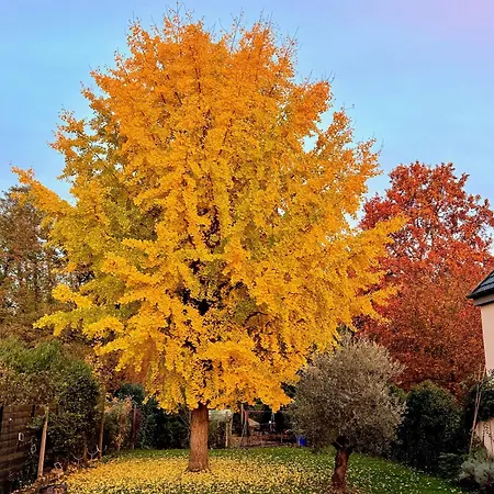 Maison Independante Calme Foret Et Riviere Strasbourg Europa Park Rulantica 1 A 6 Personnes * Fegersheim